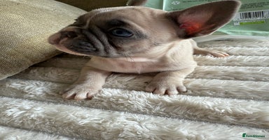 French Bulldog dogs - Advert 11