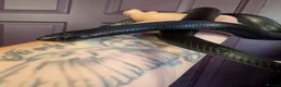 Mixed Breed reptiles for sale: Various reptiles looking for new homes  - Advert 6
