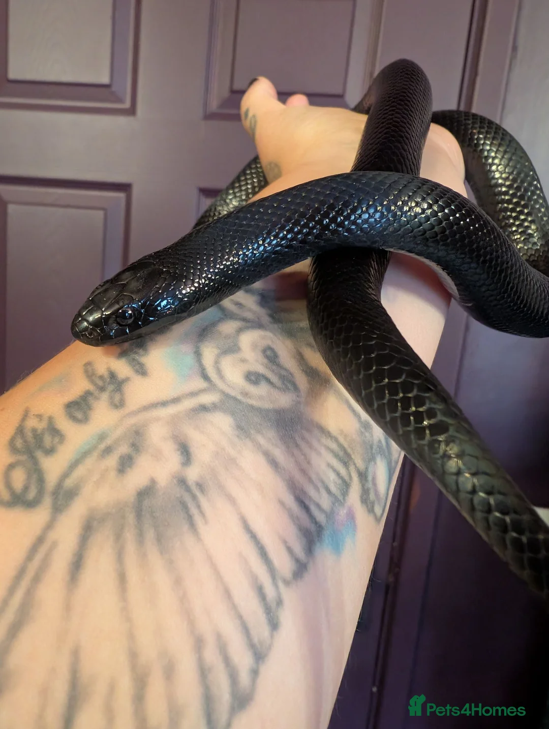 Mixed Breed reptiles for sale: Various reptiles looking for new homes  - Advert 6
