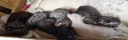 Mixed Breed cats for sale: Bengal,Siamese, Maine coon mix kittens.  - Advert 25