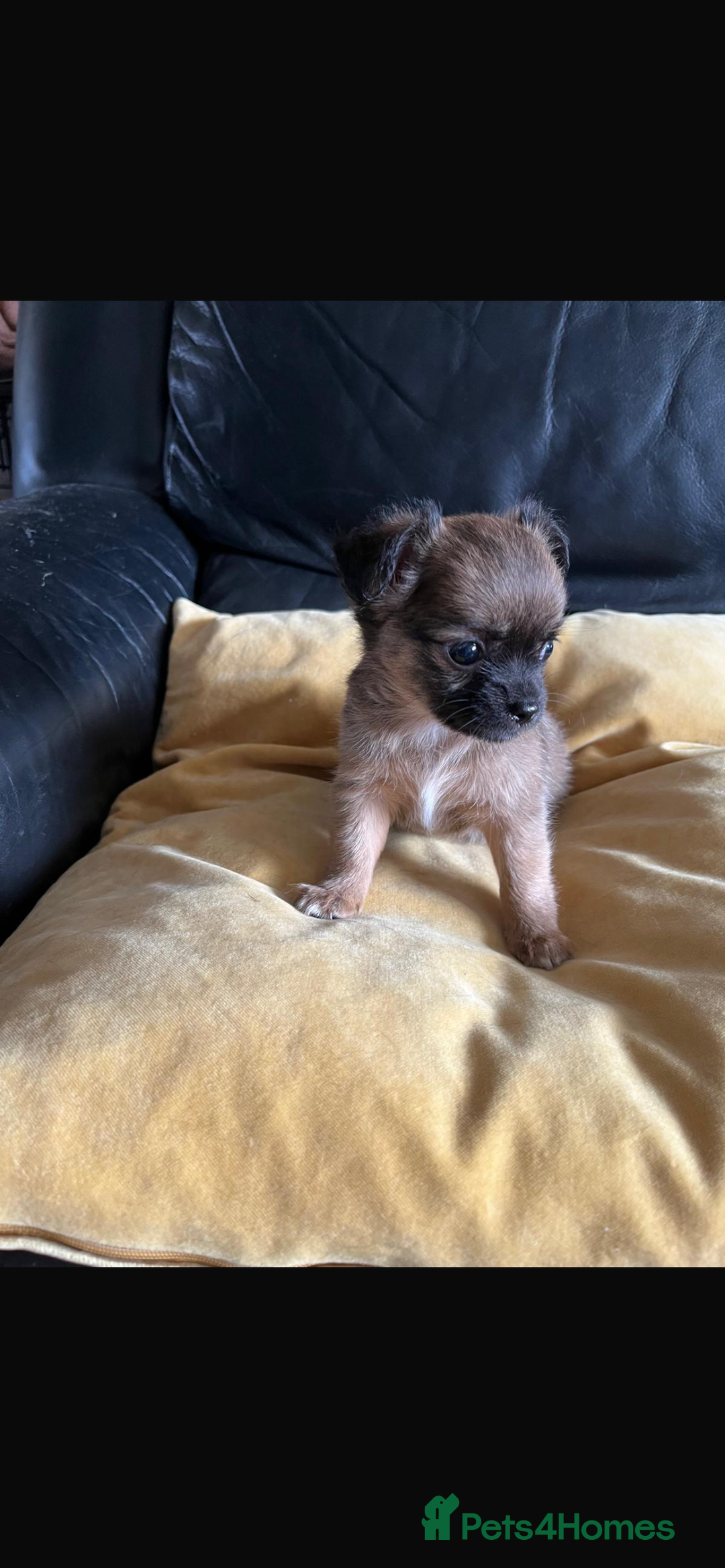 Chihuahua dogs for sale: 3 beautiful chihuahuas for sale - Image 2