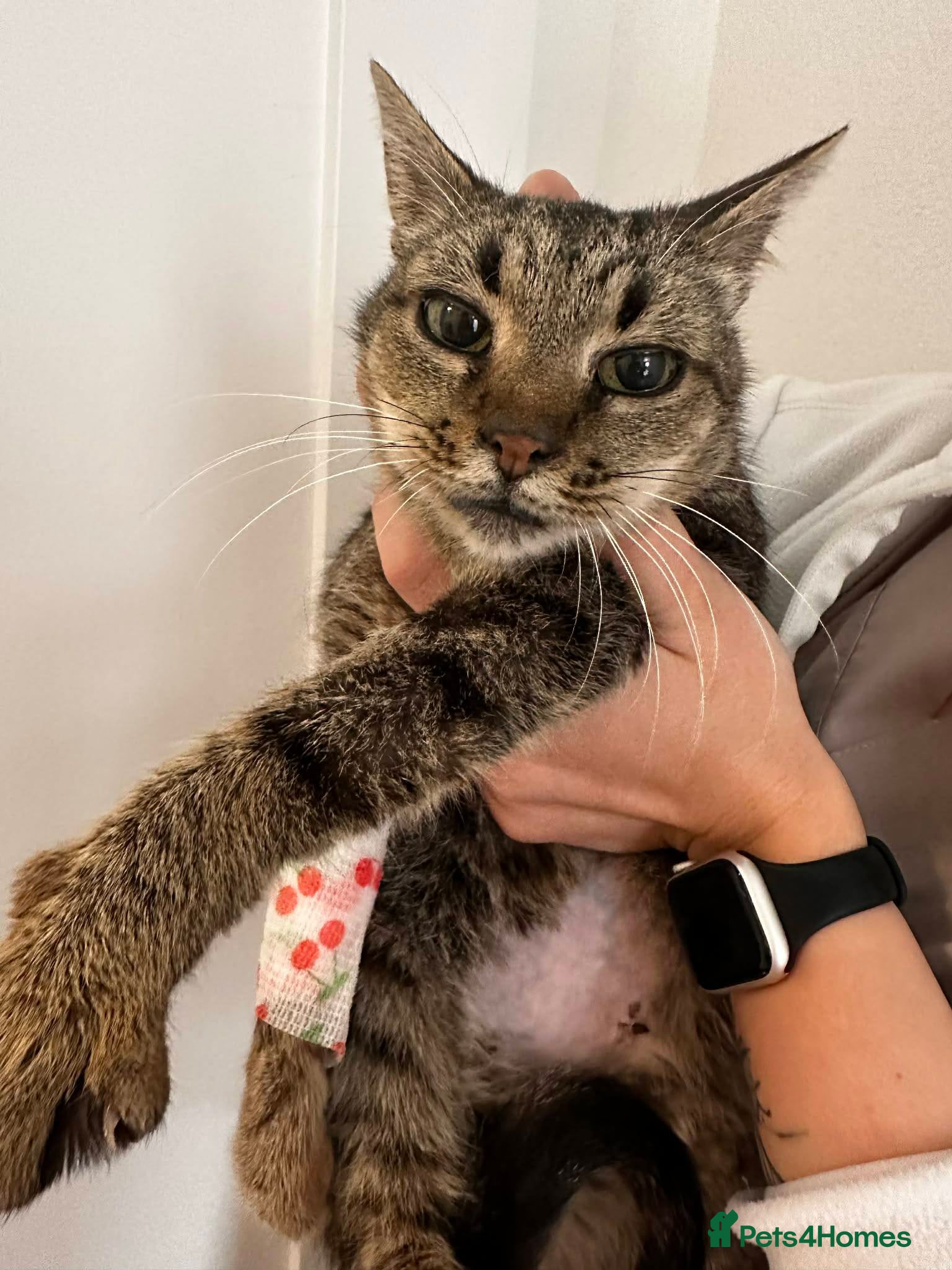 Mixed Breed cats Granny for adoption - Advert 1