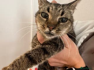 Mixed Breed cats Granny for adoption - Advert 12