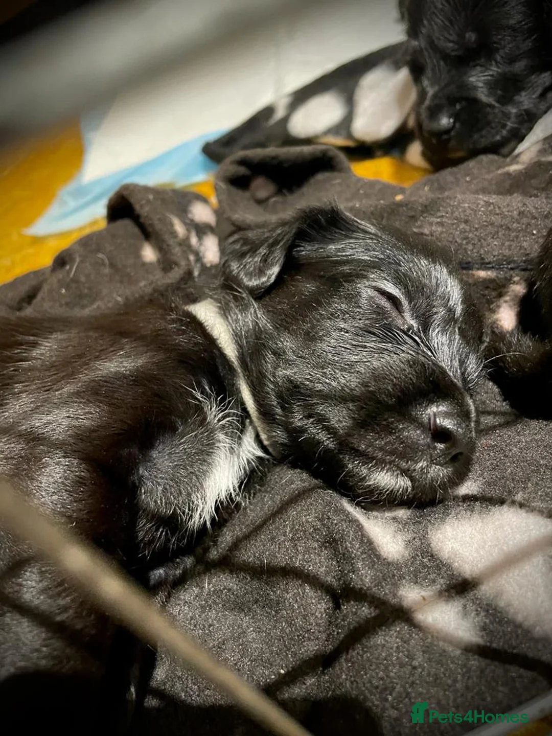 Cockapoo dogs for stud: Cockapoo Stud Dog (PROVEN) in Maidstone - Advert 16