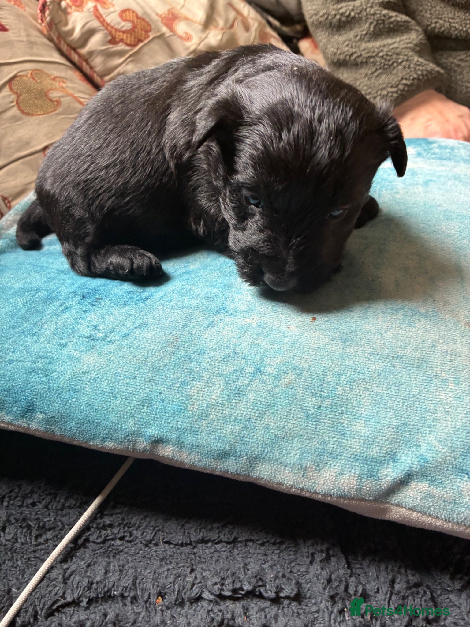 Scottish Terrier dogs Sweet Little Litter  - Advert 2