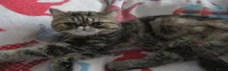 Exotic cats for sale:  Beautiful Exotic female kittens Ready now - Advert 9