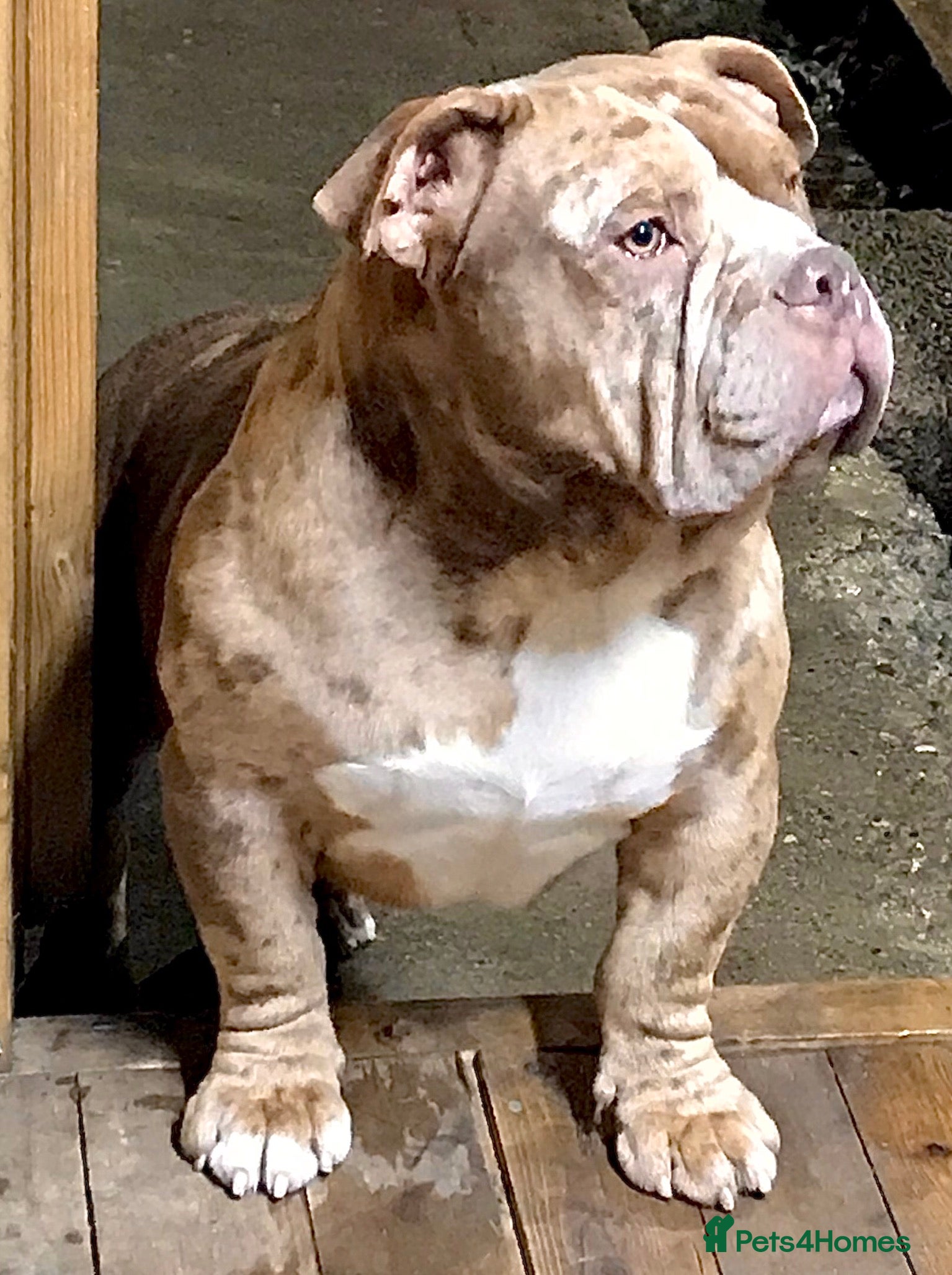 American Bully dogs Chocolate merle carrying blue and tan  in Spalding - Advert 4