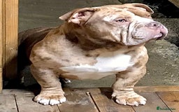 American Bully dogs for stud: Chocolate merle carrying blue and tan  in Spalding - Image 1
