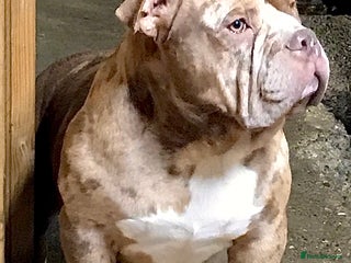 American Bully dogs in Spalding - Advert 1