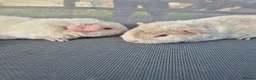 Guinea Pig rodents for sale: Teddy male guinea pigs  - Advert 2