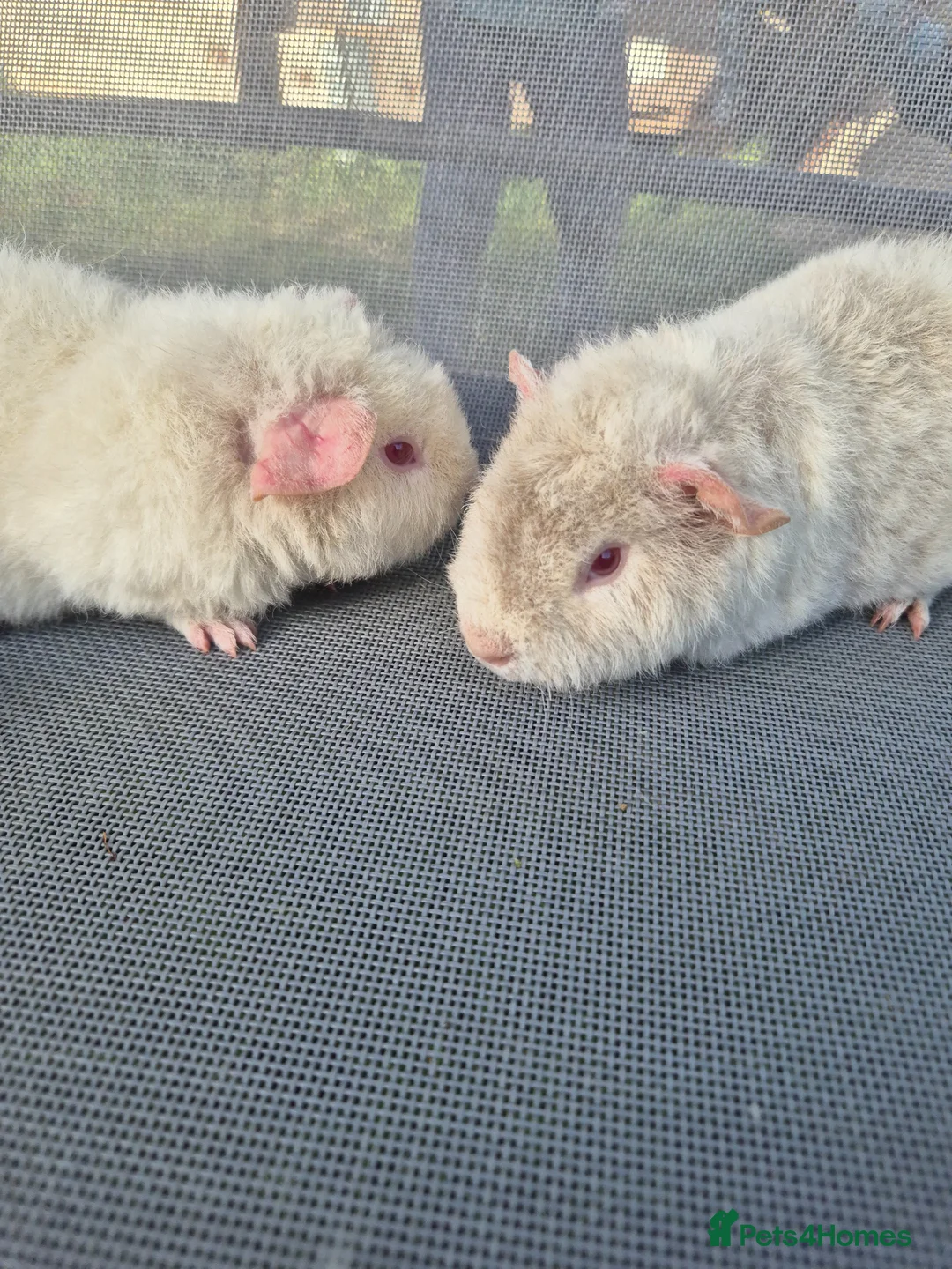 Guinea Pig rodents for sale: Teddy male guinea pigs  - Advert 2