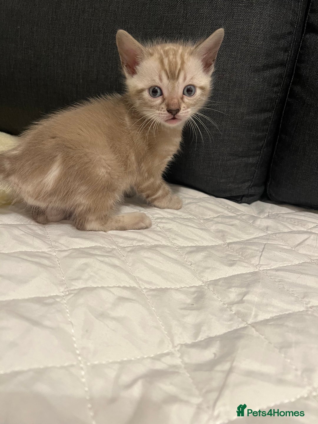 Bengal cats for sale: 🐾 TICA Registered Bengal Kittens  - Advert 21