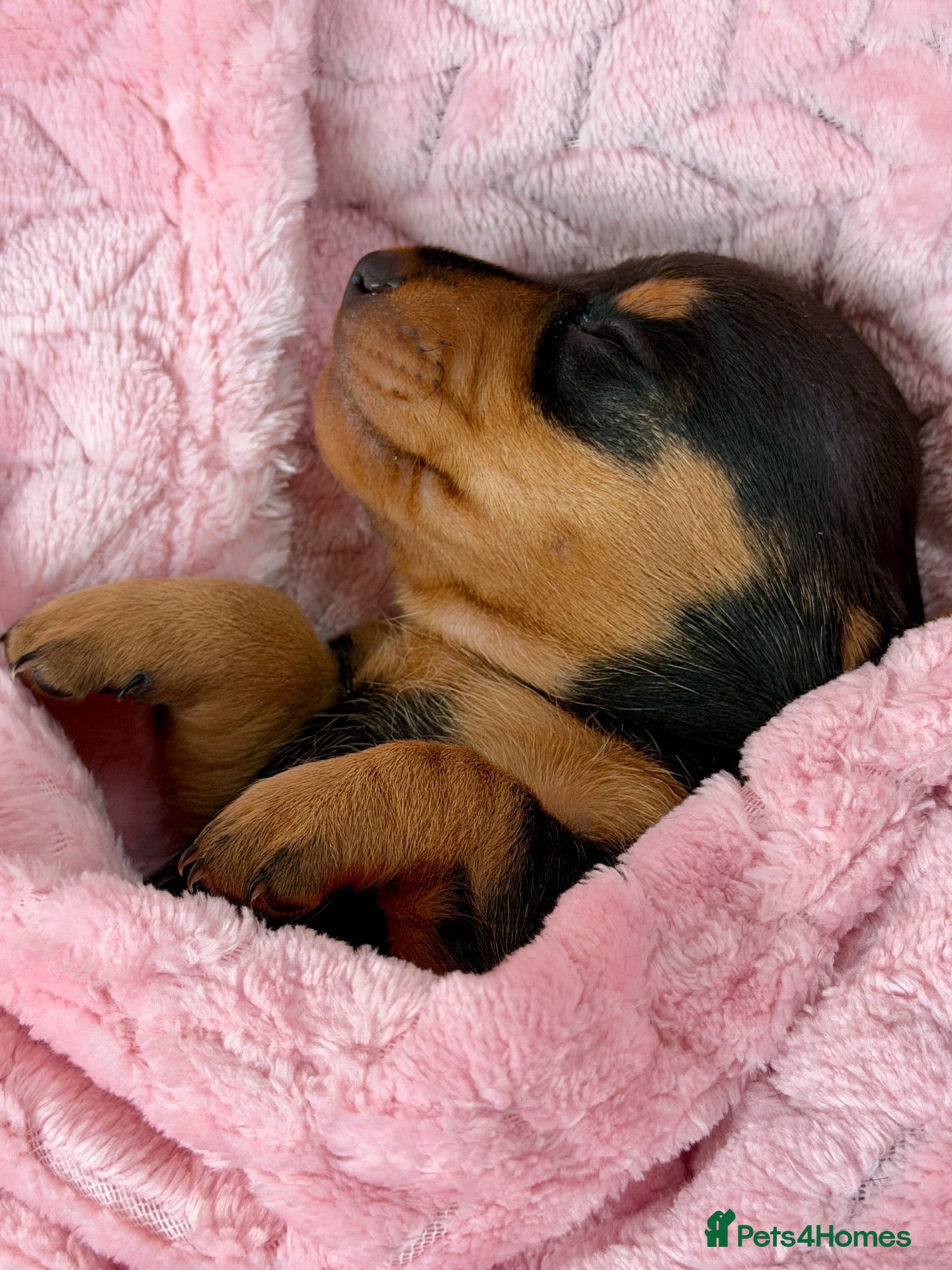 Miniature Dachshund dogs for sale: Three Stunning Mini Daschunds Girls - Advert 2