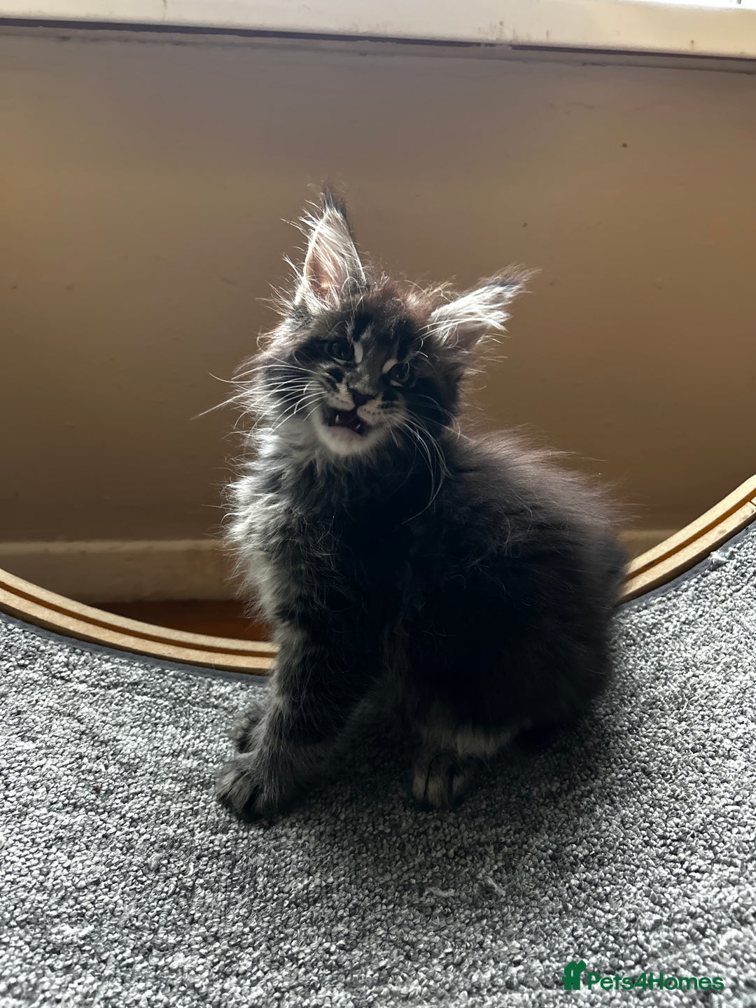 Maine Coon cats for sale: maine coon - Advert 2