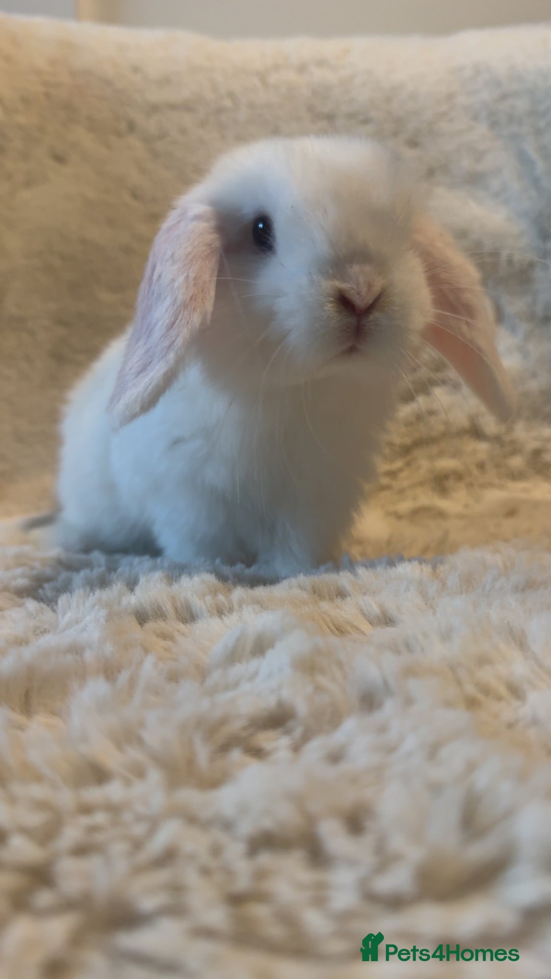 Mini Lop rabbits for sale: Mini lop kits for sale, SOME READY NOW - Advert 2