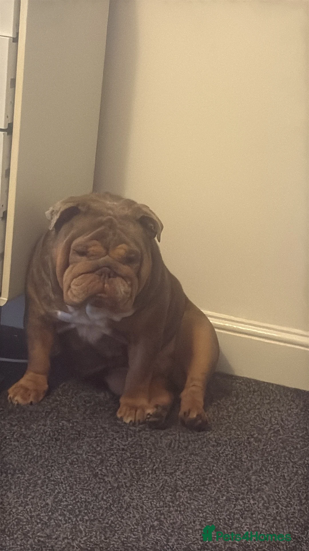 English Bulldog dogs for stud: STUD ENGLISH BULLDOG  - Advert 3