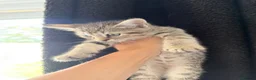 Mixed Breed cats for sale: Mixed breed tabby X ragdoll kittens - Advert 13
