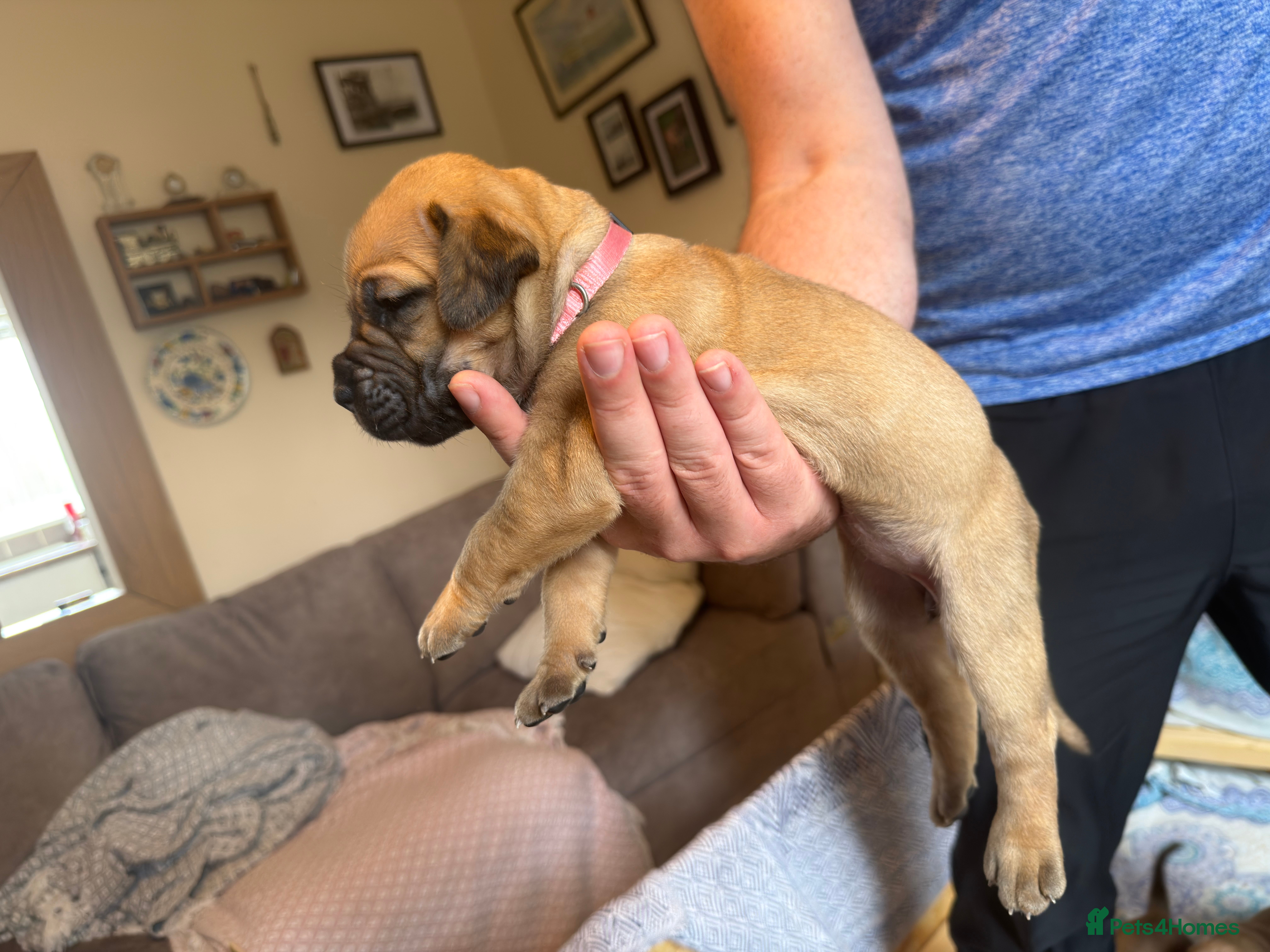 Boerboel dogs Elite Guard Neema X Spartan Dutch - Advert 2