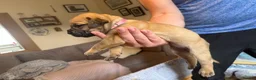 Boerboel dogs for sale: Elite Guard Neema X Spartan Dutch - Advert 34