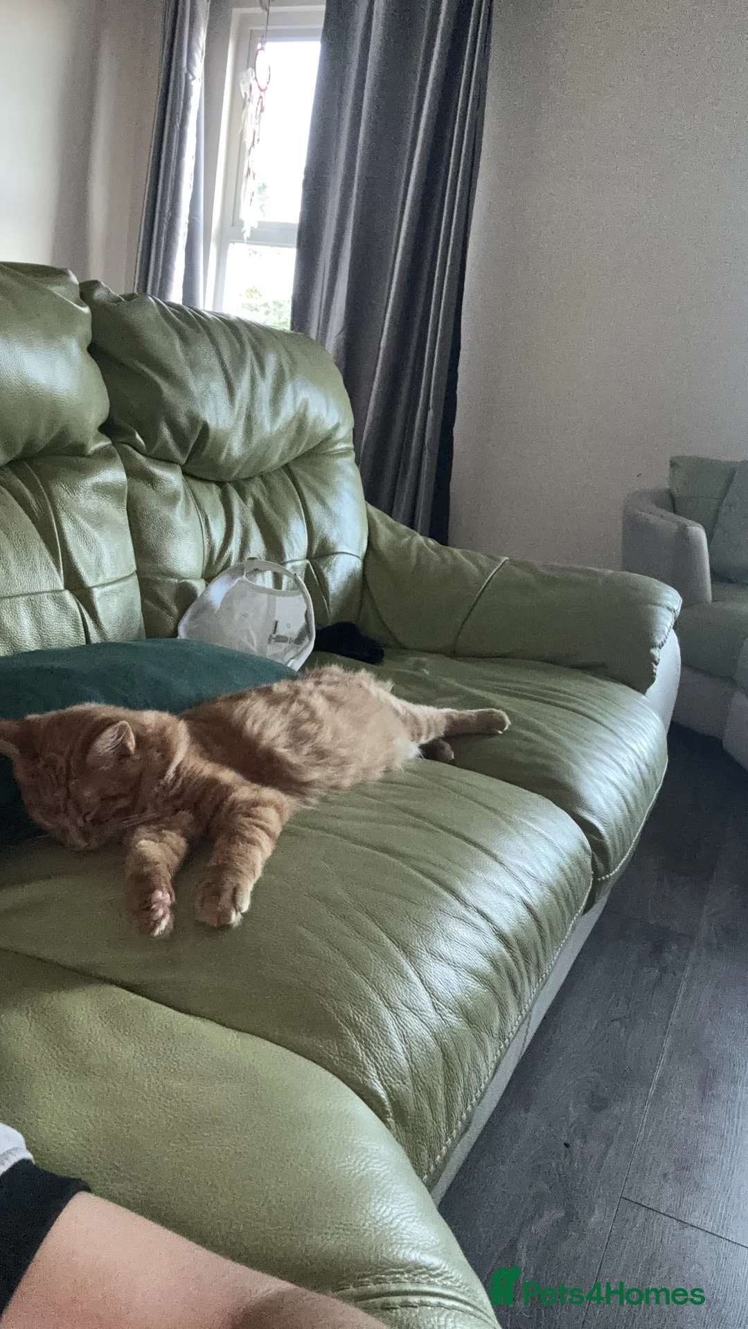 Bengal cats for sale: Tabby/Bengal cat  - Advert 2