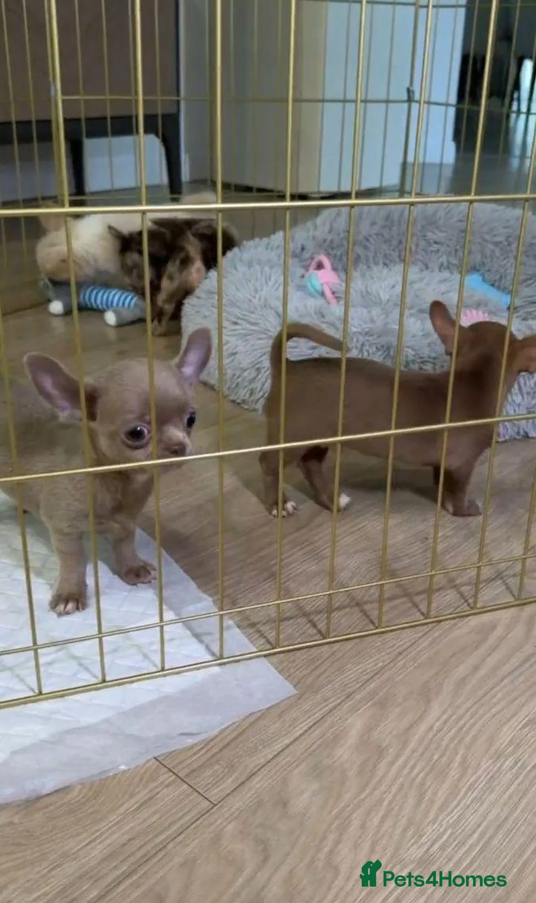 Chihuahua dogs for sale: Four Little Charms, Unique Personalities chihuahau - Advert 2