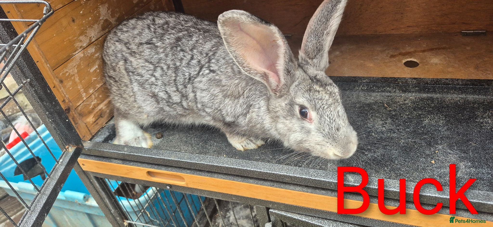 New Zealand rabbits Beautiful Rare Blue/Grey New Zealand bunny's  - Advert 2