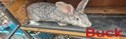 New Zealand rabbits for sale: Beautiful Rare Blue/Grey New Zealand bunny's  - Advert 2
