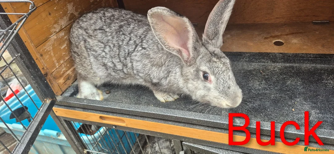 New Zealand rabbits for sale: Beautiful Rare Blue/Grey New Zealand bunny's  - Advert 2