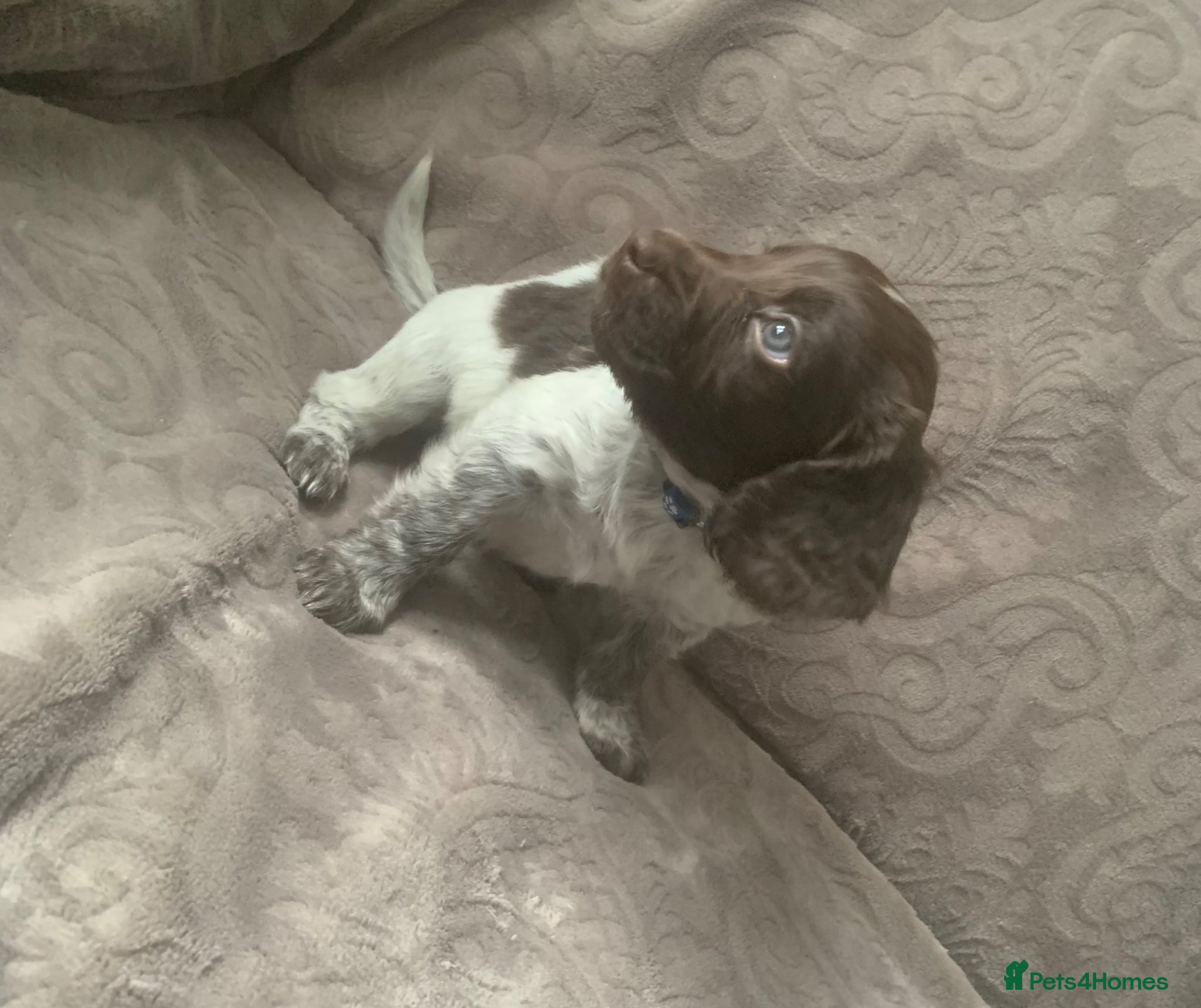Mixed Breed dogs 3 beautiful puppies left ❤️  - Advert 1