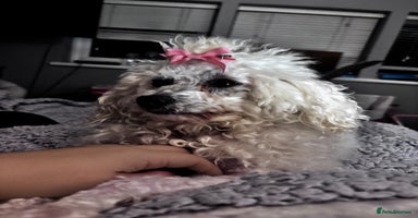 Cavapoo dogs - Advert 15