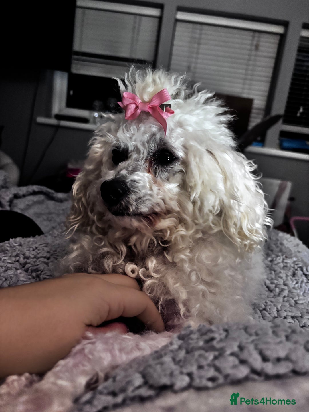 Cavapoo dogs for sale: Caverpoo babies  - Image 3
