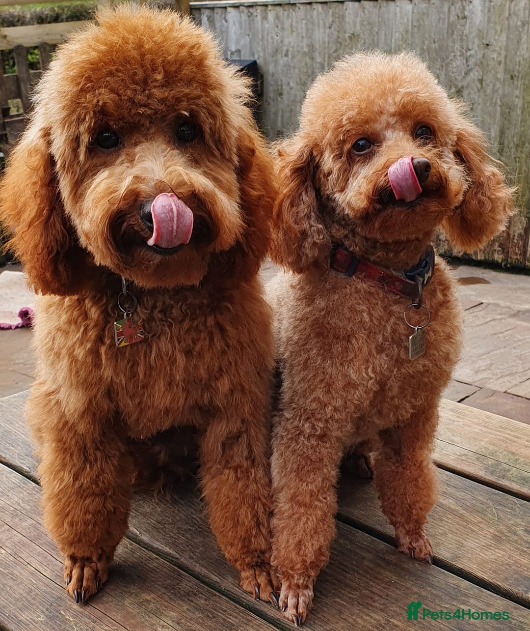 Miniature Poodle dogs for sale: Frederick Seeks a Home - Image 5