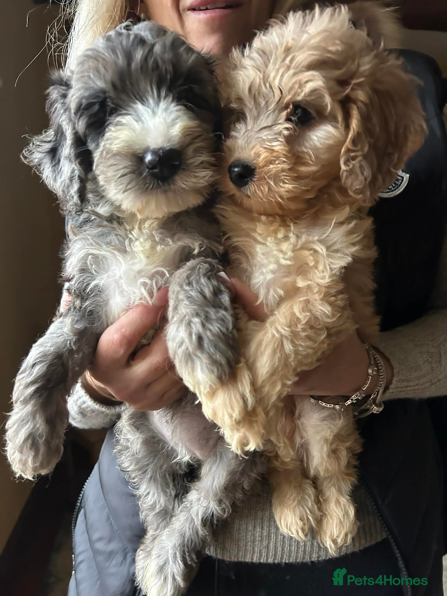 Cockapoo dogs F1 Cockerpo litter  - Advert 18