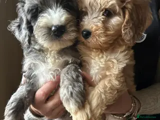 Cockapoo dogs F1 Cockerpo litter - Advert 18