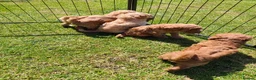 Labradoodle dogs for sale: 🐾 Beautiful Red Labradoodle Puppies – 5 Boys  🐾 - Advert 8