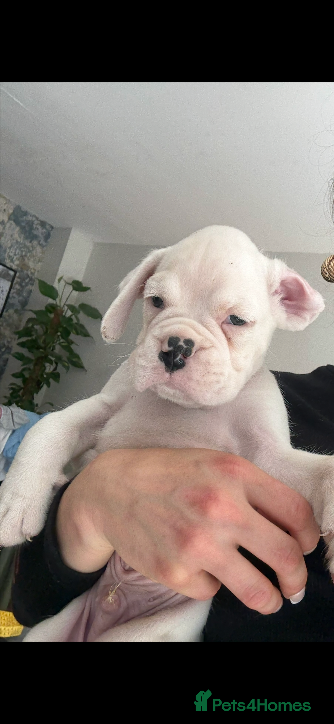 Boxer dogs for sale: KC Champion bloodline Boxer puppies  - Image 11