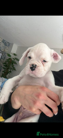 Boxer dogs - Advert 1