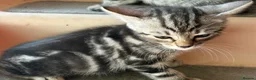 Bengal cats for sale: Bengal beautiful  - Advert 24