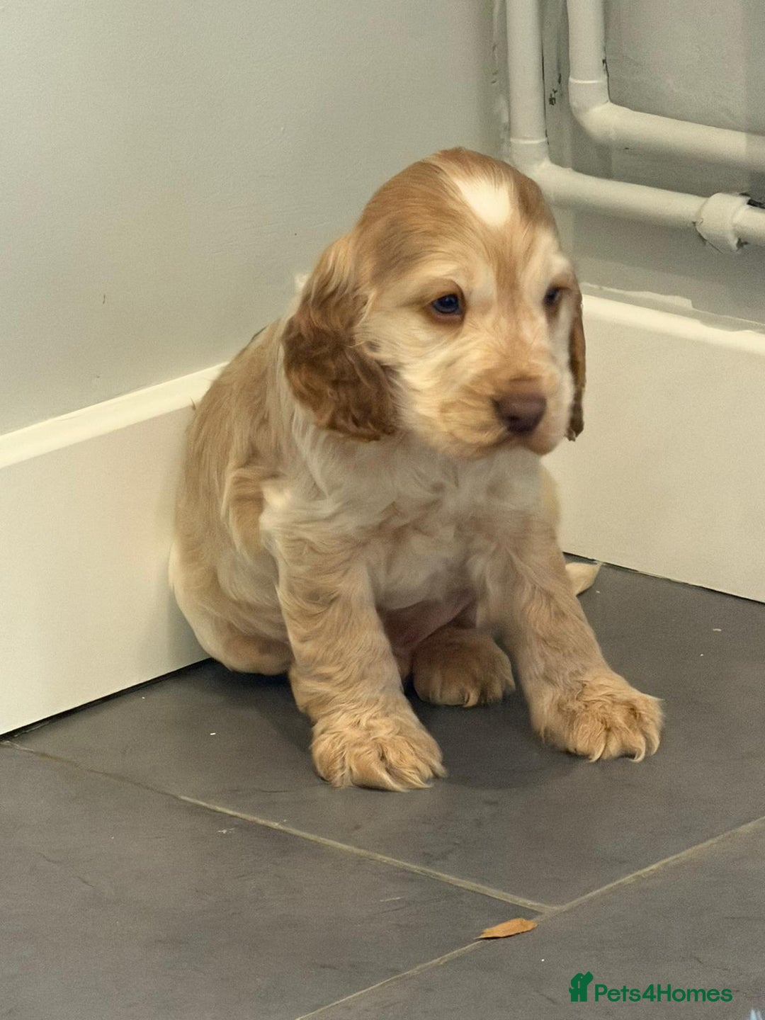 Cocker Spaniel dogs for sale: Show Cocker spaniel puppies orange roan - Advert 9