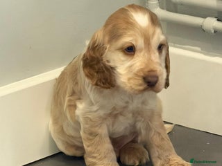 Cocker Spaniel dogs Show Cocker spaniel puppies orange roan - Advert 6