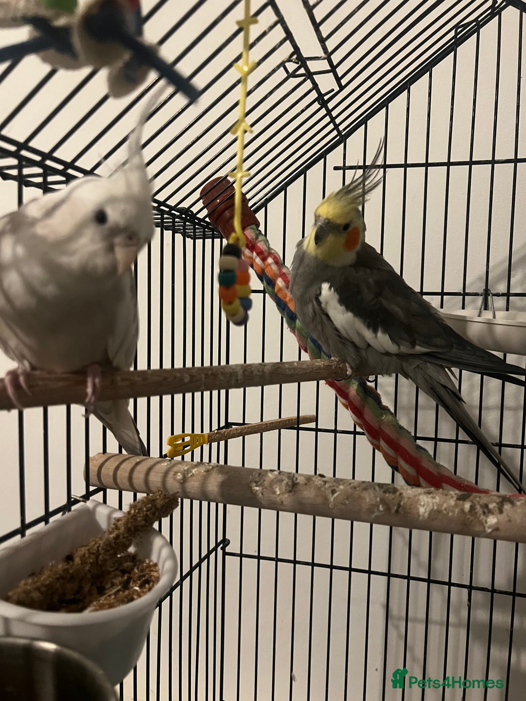 Cockatiels birds for sale: COCKATIELS FOR SALE!! - Advert 4