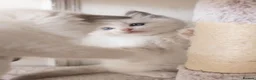 Ragdoll cats for sale: the Best Ragdoll kittens - Advert 14