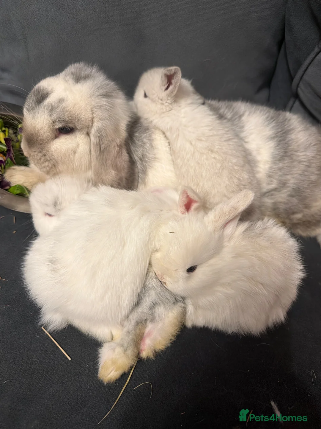 Mini Lop rabbits for sale: 3 magpie mini lops  - Advert 2