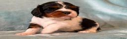 Cavalier King Charles Spaniel dogs for sale: Cavalier Puppies - Advert 10