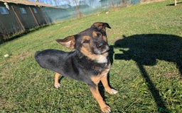 Mixed Breed dogs for adoption: Bumble is looking for a home! - Image 4
