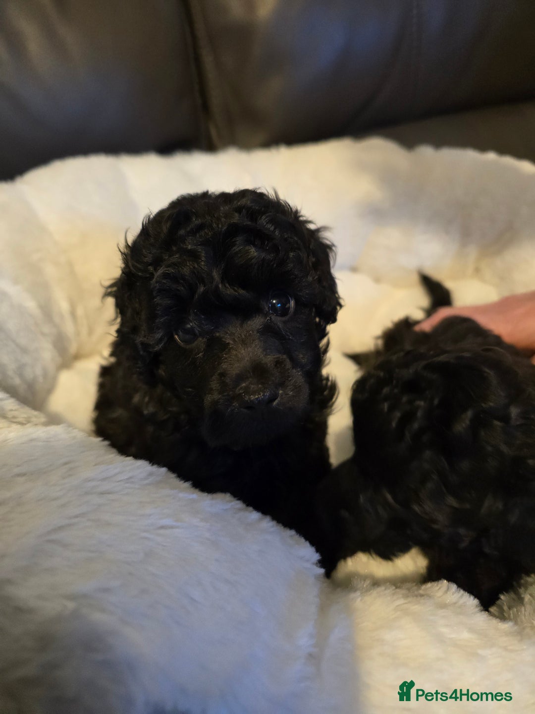 Miniature Poodle dogs for sale: 4 Amazing miniature poodles  - Advert 13