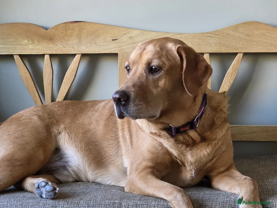 Labrador Retriever dogs for adoption: HUNTER IS A HANDSOME, SWEET FOX RED LABRADOR  - Advert 1