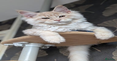 Maine Coon cats Tica registered Maine coon kittens - Advert 4