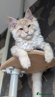 Maine Coon cats Tica registered Maine coon kittens - Advert 4