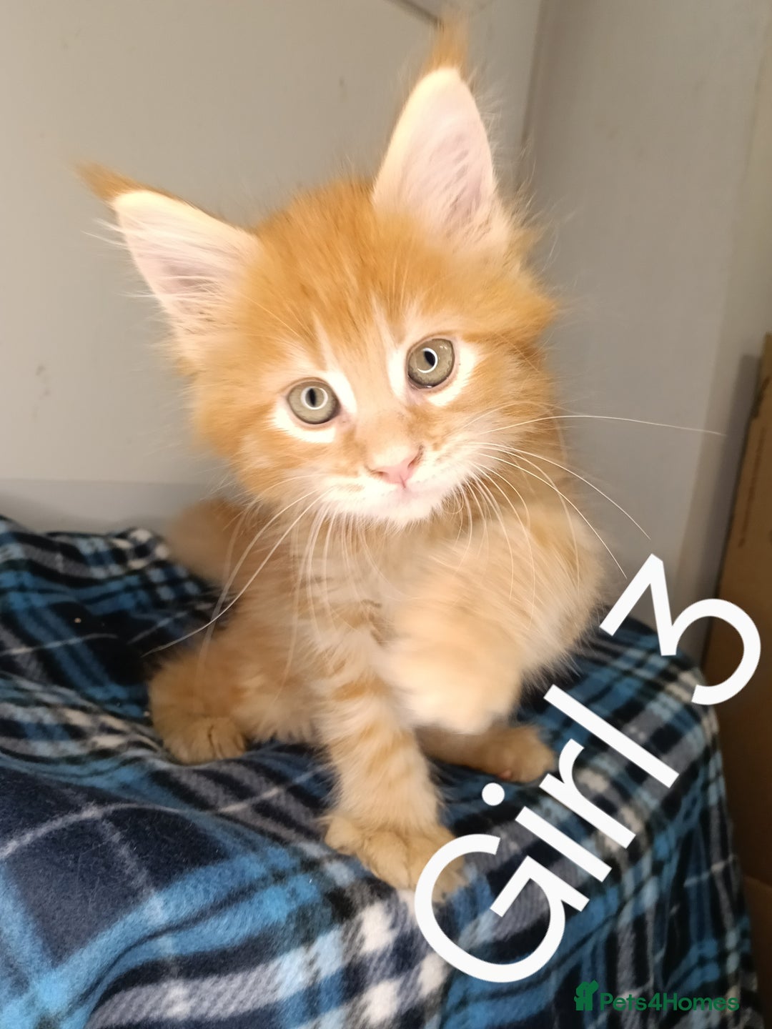 Maine Coon cats for sale: 'PuuureLove' Maine Coon kittens  - Image 10